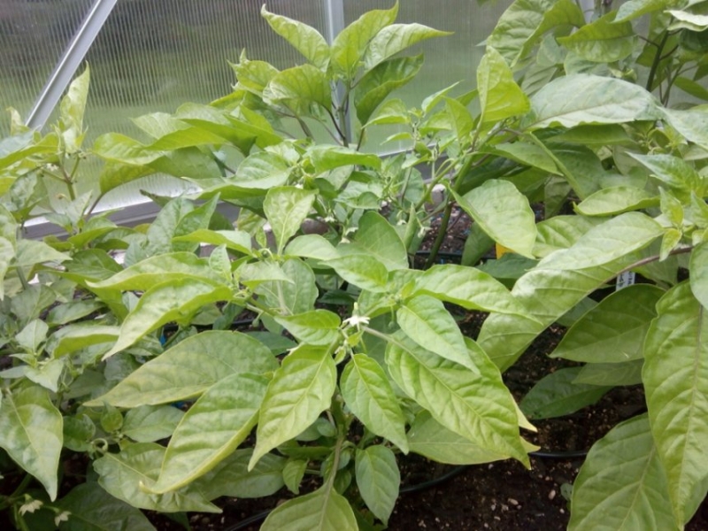 IMG 20140626 152028