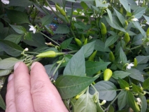 IMG 20140626 152107