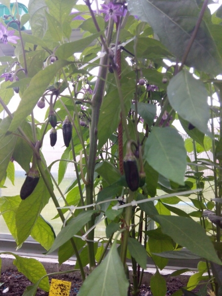 IMG 20140626 152250
