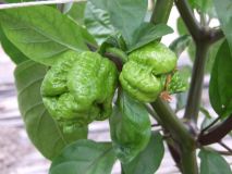 Trinidad Scorpion Morouga Yellow