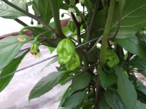 HP22B - Carolina Reaper 2