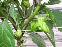 HP22B - Carolina Reaper 1