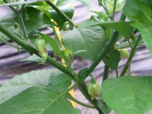 Bhut Jolokia White