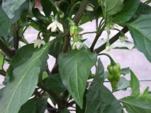 Bhut Jolokia Assam Raja JR Red