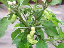 Bhut Jolokia Assam Raja JR Peach