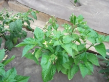 Bhut Jolokia White