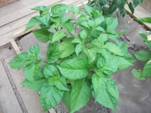 Bhut Jolokia White