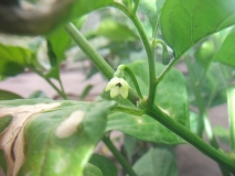 Bhut Jolokia White