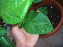 Bhut Jolokia White