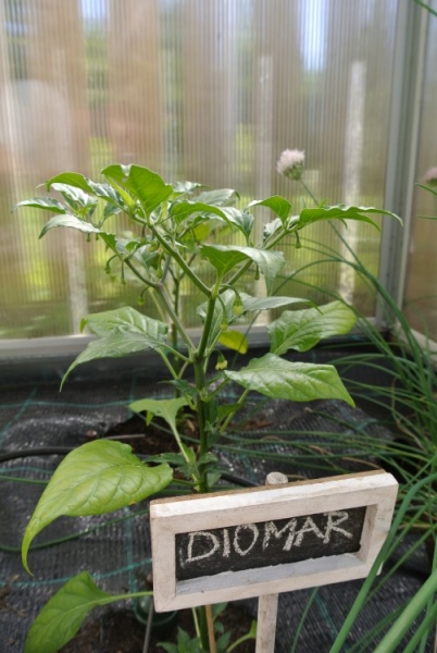 Pimenta Diomar