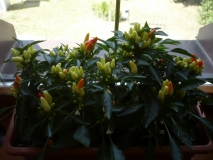 P1200024