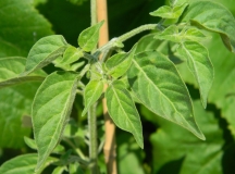 cernec11