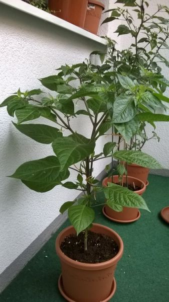 Habanero Maya Red - May