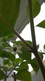 Habanero Maya Red - first flower - May