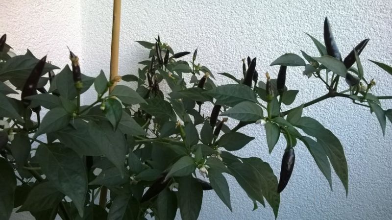 Bolivia rainbow - pods - July 3
