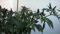 Bolivia rainbow - pods - July 3