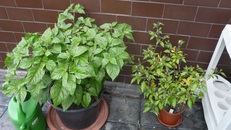 Bhut Jolokia White & NuMex Twilight