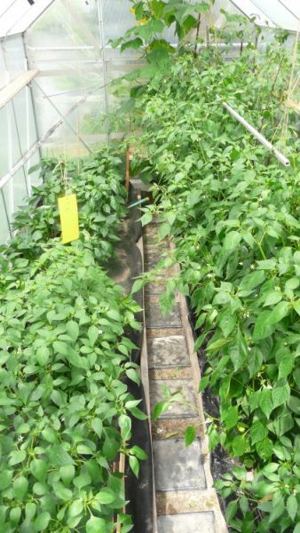 Greenhouse červenec