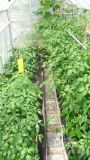 Greenhouse červenec