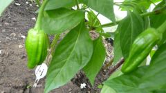 Pimientos de Padron