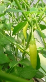 Aji Pineapple