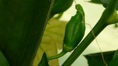 Caps. Baccatum (Unknown)