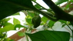 Bhut Jolokia White