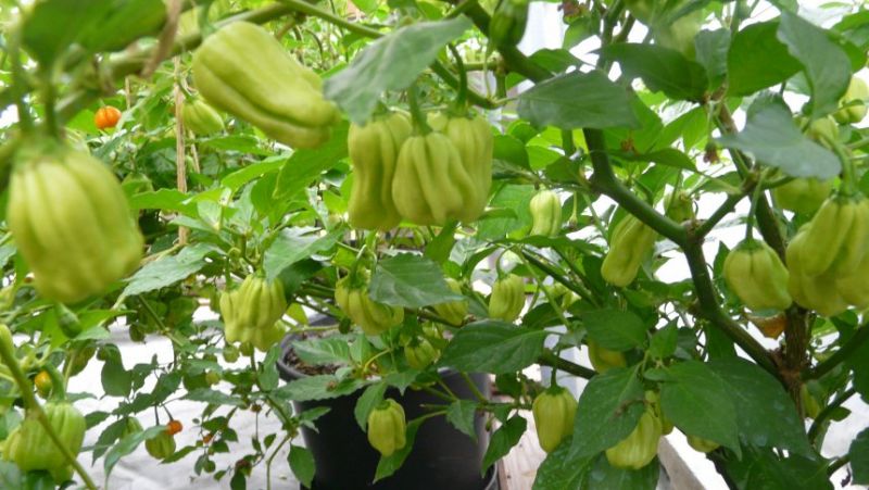 Roční habaneros