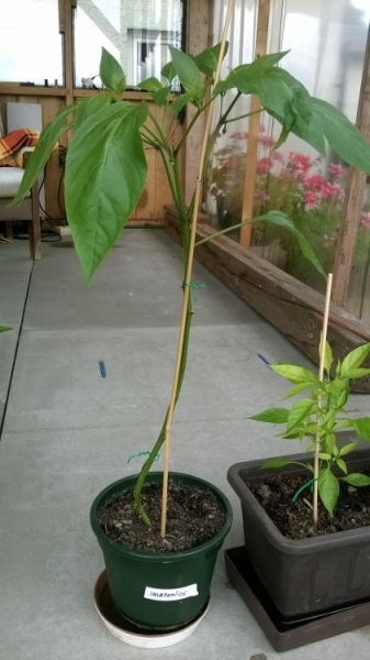 Jalapenos