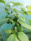 Jalapeño Early