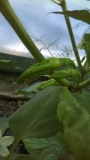 Bhut jolokia orange - plody