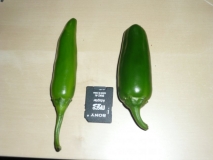 Jalahot F1 a Jalapeno senorita