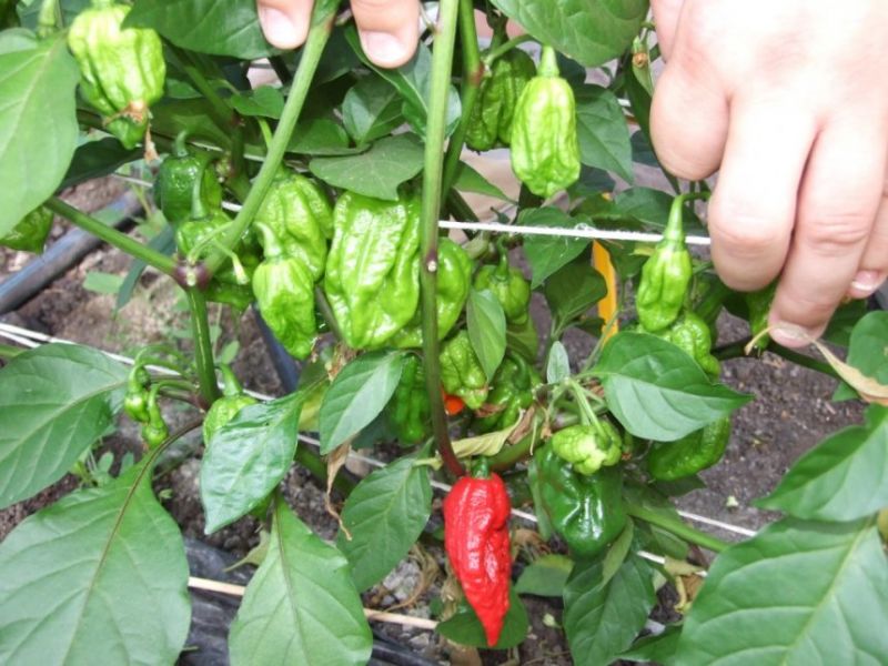 7 POT/POD Large Red 3