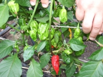 7 POT/POD Large Red 3