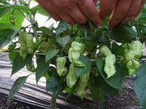 Bhut Jolokia Assam Raja JR Peach 1