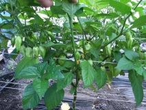 Bhut Jolokia White 1