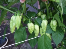 Bhut Jolokia White 3