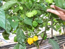 Trinidad Scorpion Morouga Yellow 1