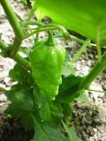 Bhut Jolokia