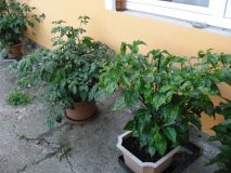 rocoto red, TS scorpion moruga