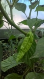 Bhut Jolokia Orange plody 3