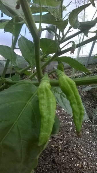 Bhut Jolokia Orange plody 4