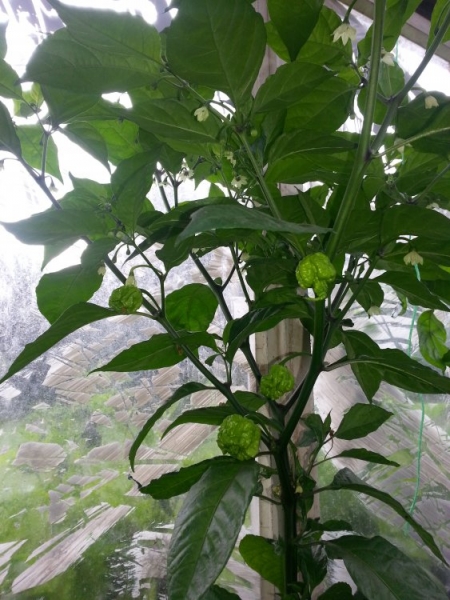 Sklenik 27.7.2014 Carolina Reaper