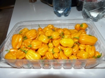 Habanero Yellow