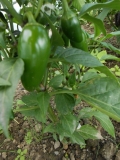 jalapeno