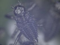 larva berušky