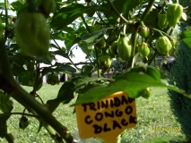 karibský krasavec Trinidad congo black