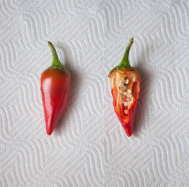 jalapeno