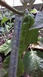 Bhut Jolokia Orange