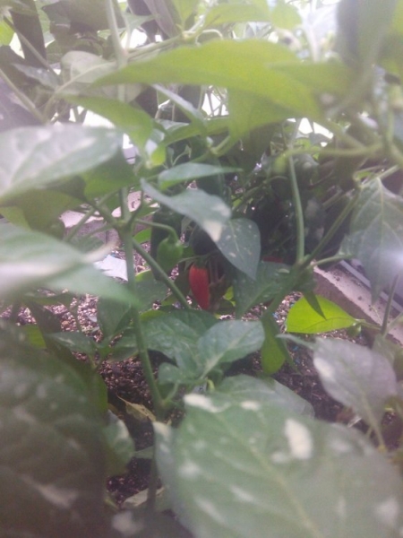 IMG 20140804 143307